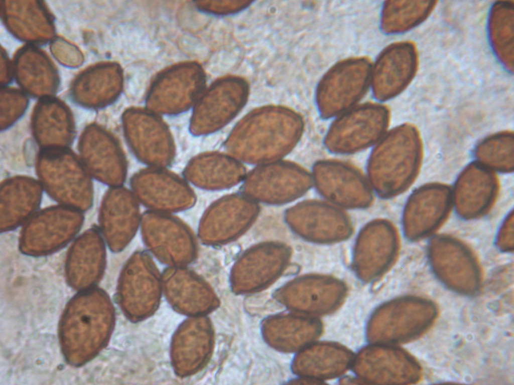 Panaeolina foenisecii